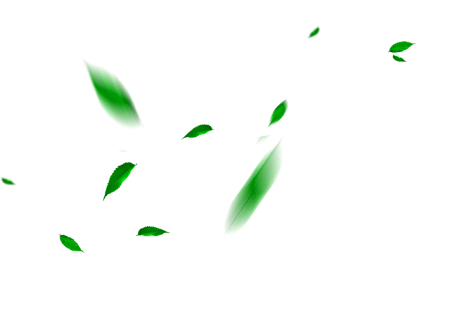 leaves